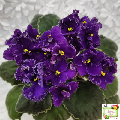 ЛЕ-Константин (Е. Лебецкая) 2019 г.