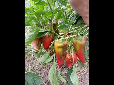 Перец сладкий Хорват