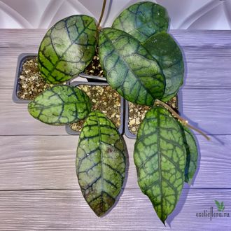 14/02/2025 hoya callistophylla No.2