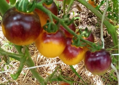 Томат Лесной Голубой Шмель (Bosque Blue Bumblebee)