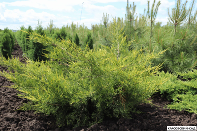 Можжевельник Пфитцериана Глаука - Pfitzeriana Glauca