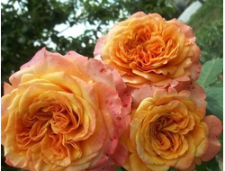 Ла вилла котта (La Villa Cotta) , W. Kordes' Söhne. грандифлора.