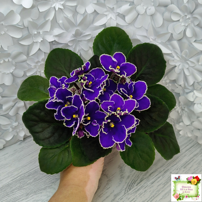 ЛЕ-Прекрасная Креолка (Е. Лебецкая) 2009 г