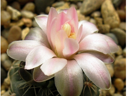 Gymnocalycium bruchii VG-530 - 5 семян