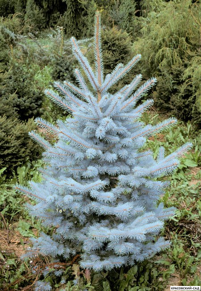 Ель Мисти Блю фото в ландшафте - красовский-сад.рф
