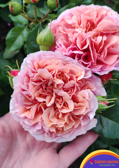 Бель Д,Анжу (Belle D'Anjou)