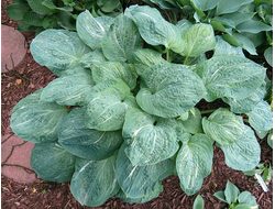 Хоста Spilt Milk