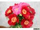 Paeonia Tango