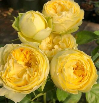 Лемон Помпон (Lemon Pompom) роза