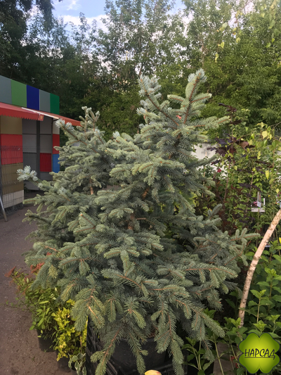 ЕЛЬ колючая "ХУПСИ" (саженец 150-190 см)