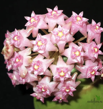 Hoya sp. Sarawak pink flower EPC-895