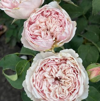 Сенлитсу (Senlitsu)