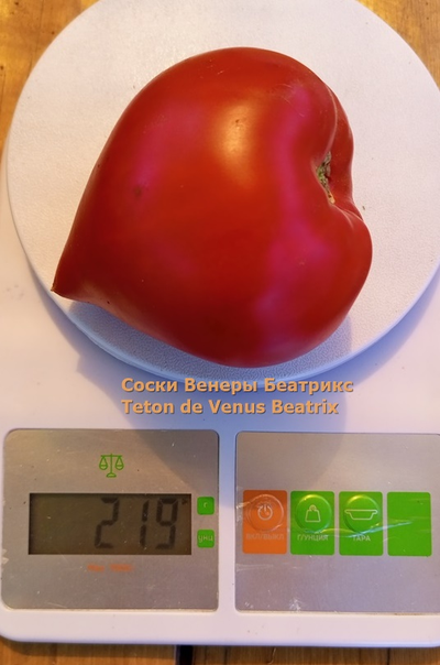 Десерт соски Венеры