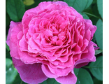 Роза шраб  Вентило