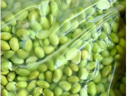 Капуста брокколи замороженная купить от 1 кг в Новосибирске с доставкой