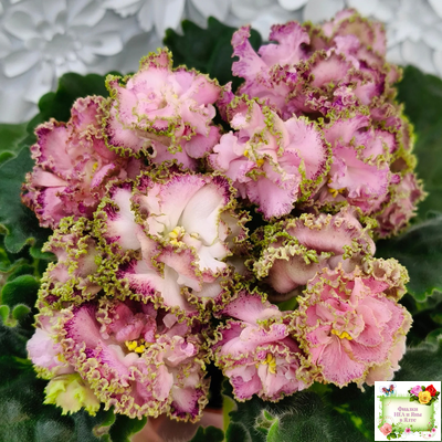 ЛЕ-Медуница (Е. Лебецкая) 2020 г.