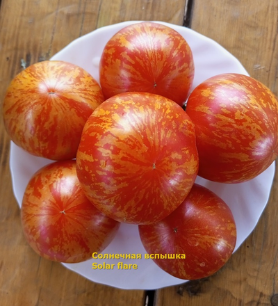 Томат Солнечная вспышка (Solar flare)