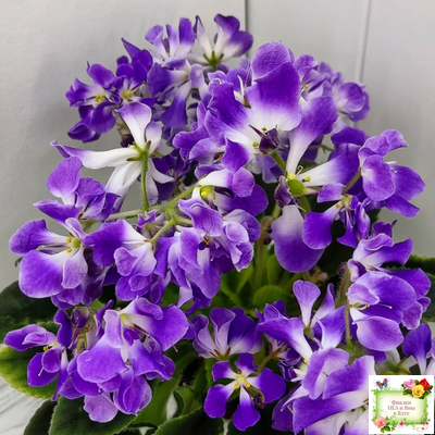 LV-Элизабет (Л. Шевелева) 2023 г.(лист посажен 29.01.26)