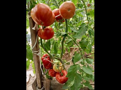 Томат Летя (Rosii de Letea), Румыния
