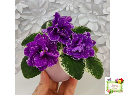 SV-Космические Ежи (С. Суворова) 2021 г.