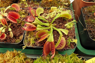 Dionaea muscipula "Schuppenstiel"