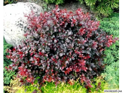 Барбарис Тунберга Ред Рокет фото в саду красовский-сад.рф