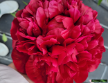 Paeonia Henry Bockstoce