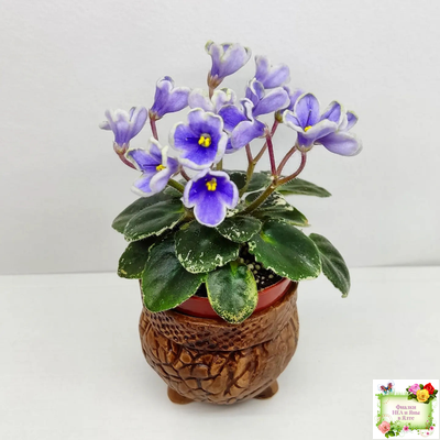 Н-Лесной Родник (Н. Бердникова) 2015 (детка-стартер)