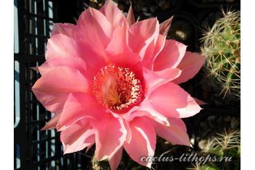 ECHINOPSIS hybrid `FLAMINGO`