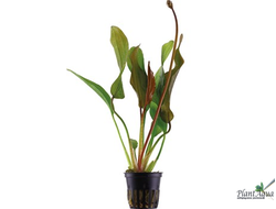 Эхинодорус Ред Даймонд (горшок)