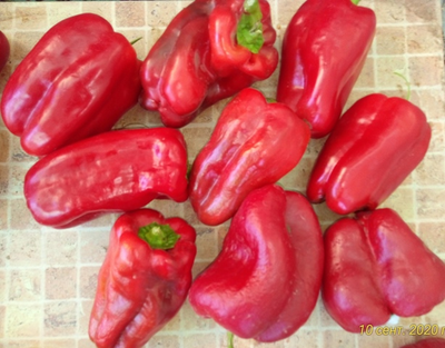 Перец сладкий Большая Берта (Big Bertha)