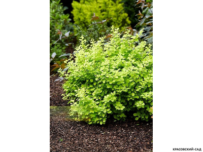 Барбарис Тунберга Голден Хоризон фото в саду красовский-сад.рф