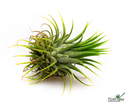 Тилландсия Ionantha stricta