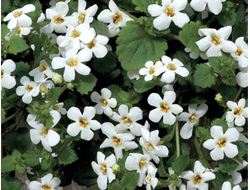 Бакопа сердцевидная Snowtopia, p9