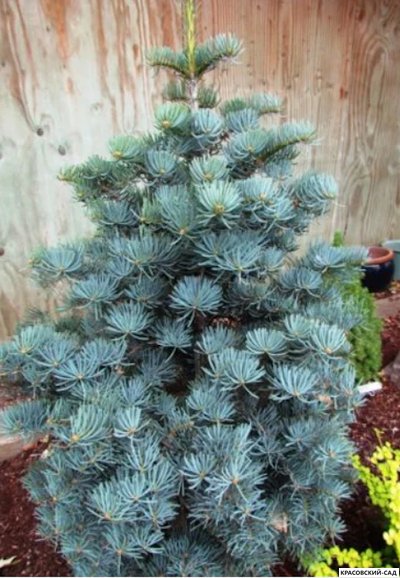 Пихта одноцветная Компакта - фото крупным планом - красовский-сад.рф