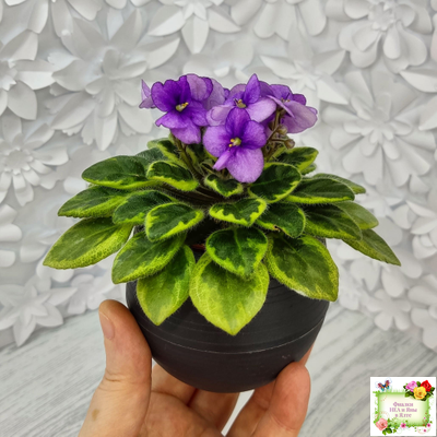 Rob's Lucky Charm (R.Robinson) 11/21/2003 (9293) листовая химера (стартер сорт)