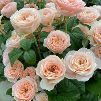 Парадиз Бич (Paradise Beach), Нидерланды .