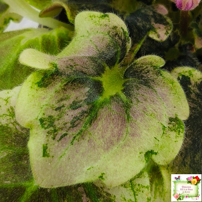 АВ-Почемучка (Фиалковод) 2020 г. (гёрл-листья с кроновой пестролистностью)