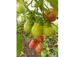 Томат Новозеландский розовый (New Zealand Pink Paste)