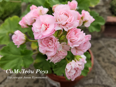 Пеларгония СиМ-Леди Роуз