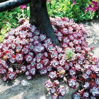 Седум Пурпуреум - Sedum Purpureum, Sedum spathulifolium Purpureum, Седум лопатчатолистный пурпурный