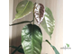 Ficus sp.(T29) Brown leaf / фикус природный Браун лиф