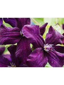 Клематис Black Prince(Блэк Принц)