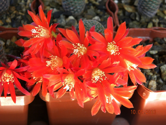 Aylostera heliosa v. cajasensis LH 1229 (H=40, D=20мм)