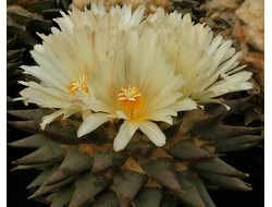 Ariocarpus trigonus - 4 семени