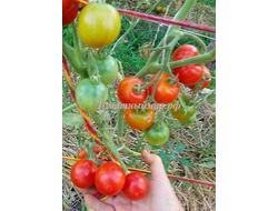 Томат Bajawa (Баджава, Индонезия)