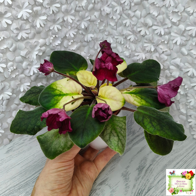 ЕК-Лампа Желаний (Е. Коршунова) 2021 г.