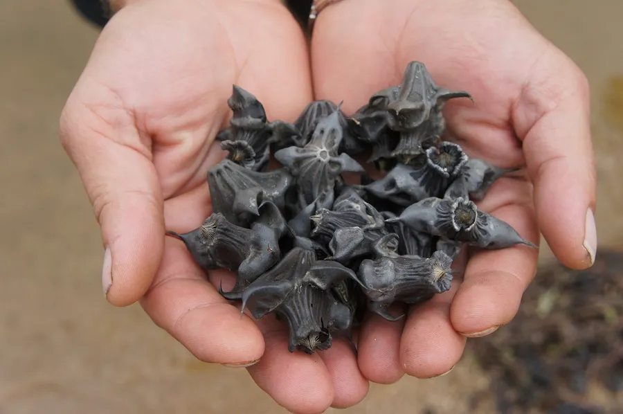 Орешки чилим