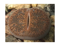 Lithops lesliei PV300 (Чехия) - 10 семян