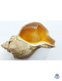 Раковина Рапаны сувенир морская ракушка